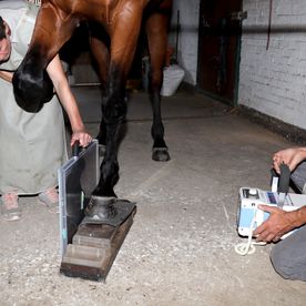 Cabinet vétérinaire Gauderon - Radio cheval - Villars sur Glâne