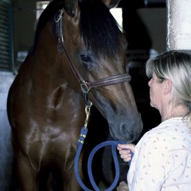 Cabinet vétérinaire Gauderon - Soins cheval - Villars sur Glâne