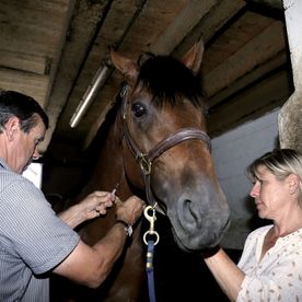 Cabinet vétérinaire Gauderon - Soins cheval - Villars sur Glâne